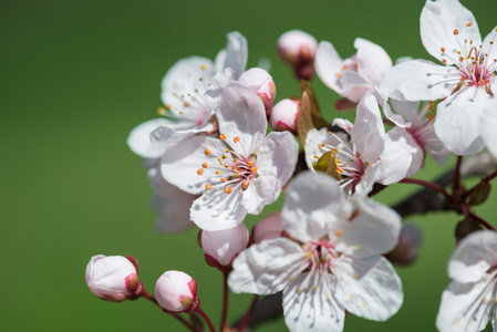 白樱桃花在春天