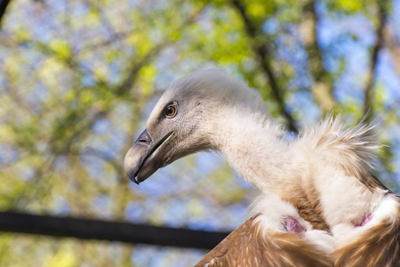 狮鹫外阴Gyps fulvus