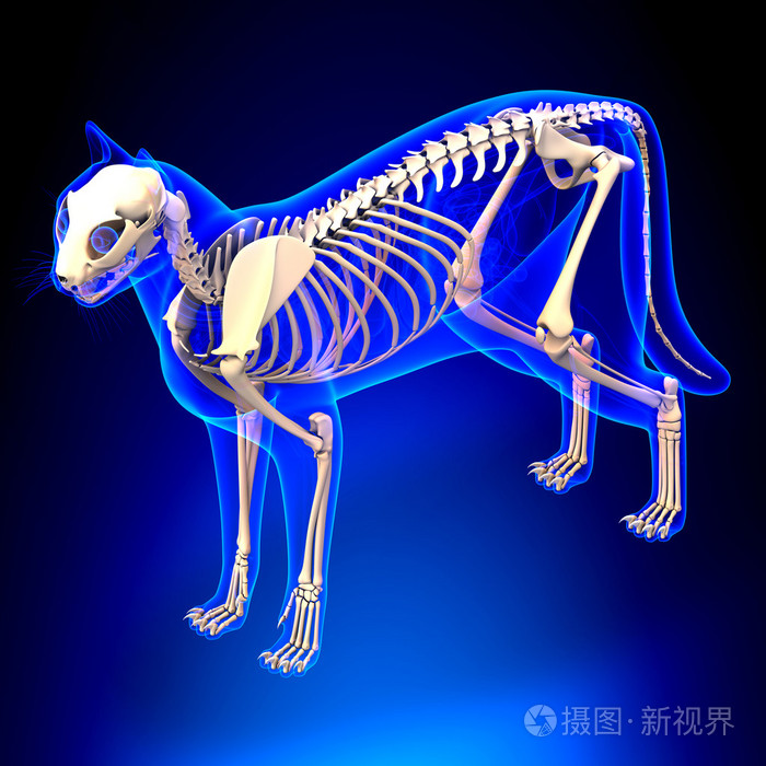 猫咪骨骼解剖 猫骨骼解剖的角度来看v照片 正版商用图片1izngm 摄图新视界