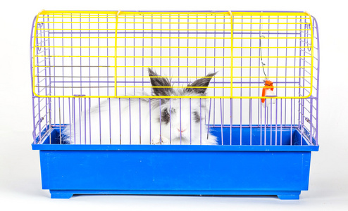 兔子笼子图片