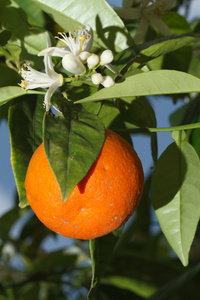 橘子和竖向一棵树上的花
