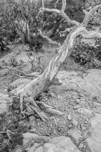 纳瓦霍人纪念碑公园犹他附近古粗糙的桧树