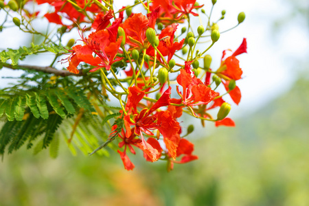 盛开的 poinciana 花绿叶孔雀花水平背景与苏木花 brighr 红颜色.