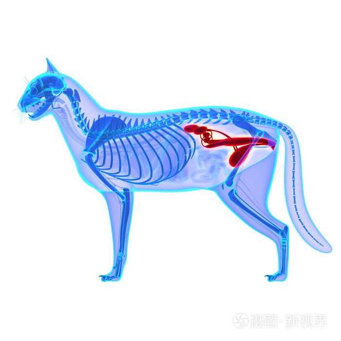 猫咪泌尿生殖系统猫家猫解剖上白色孤立