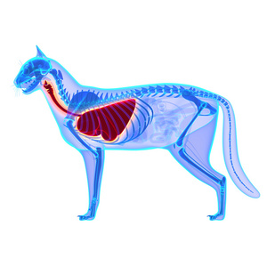 上白孤立的肝猫 猫家猫解剖 照片 正版商用图片1izo9z 摄图新视界