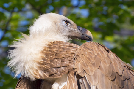 狮鹫外阴Gyps fulvus