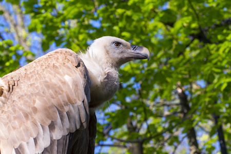 狮鹫外阴Gyps fulvus