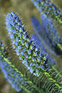 花园里的美丽的花 echium fastuosum