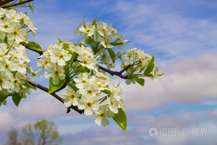 盛开的梨花树照片 正版商用图片1izpvn 摄图新视界