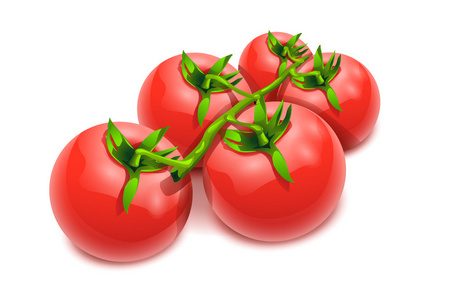西红柿 17