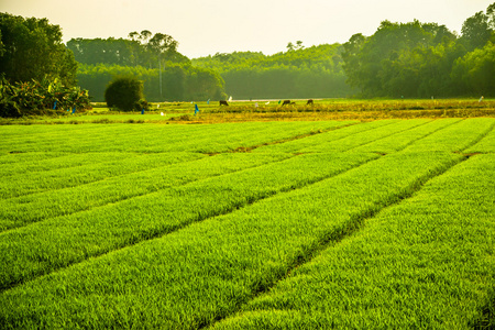 广阔的田野的水稻