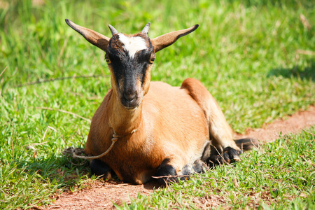 山羊坐图片