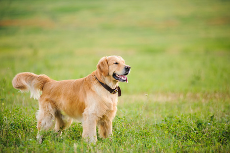 拉布拉多犬