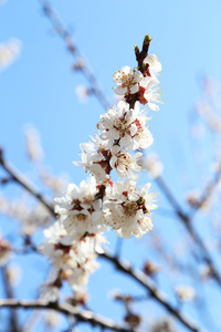 白杏树的花朵