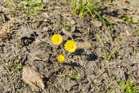 tussilago farfaracoltsfoot