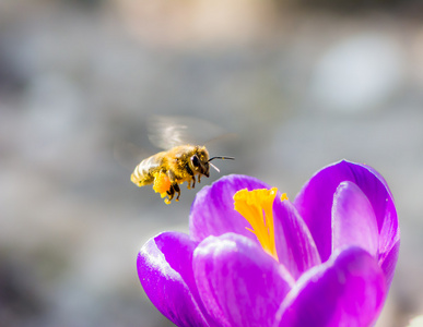 蜜蜂飞到一朵紫色的番红花花