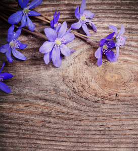 木制的背景上的蓝色小花