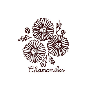 Chamomiles Handsketched 花束