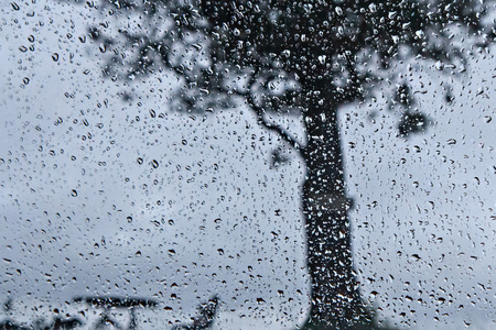 雨滴和大树