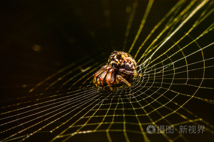 蜘蛛网上的晚上