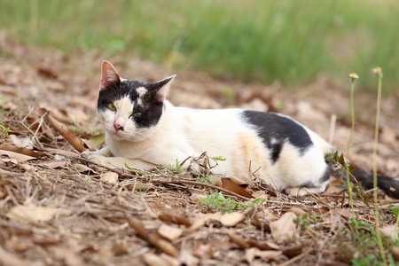 在花园里的猫