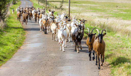 群山羊在路上，Aveyron，Midi 比利牛斯，法国