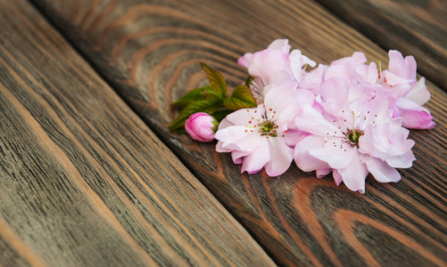 Sakura blossom樱花盛开