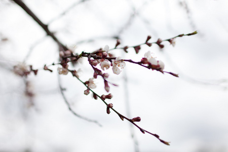 杏树春 flower.blurred 背景和散景