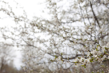 杏树春 flower.blurred 背景和散景