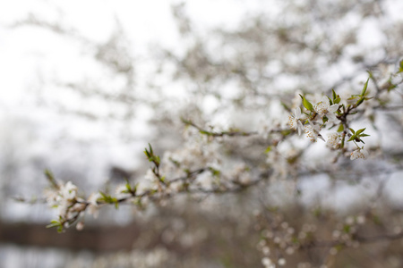 杏树春 flower.blurred 背景和散景