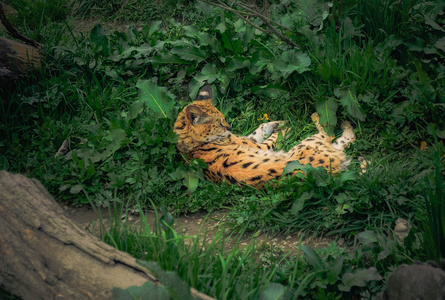 美丽的家猫薮猫美丽的家畜,瘦肉精美丽的家畜,瘦肉精豹猫()豹猫()有趣