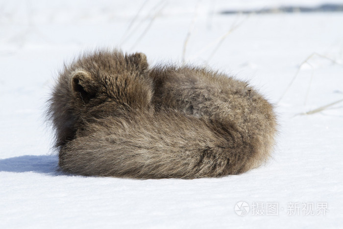 睡觉的指挥官的蓝色北极狐狸蜷缩在雪地里