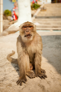 猴子在华欣寺