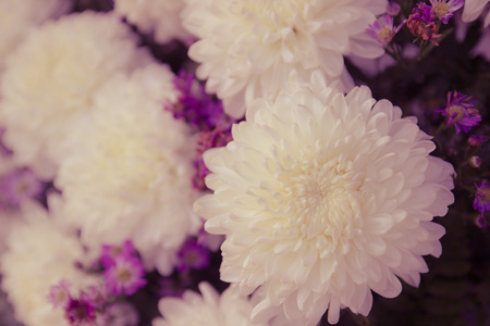 白色菊花花束的柔和焦点