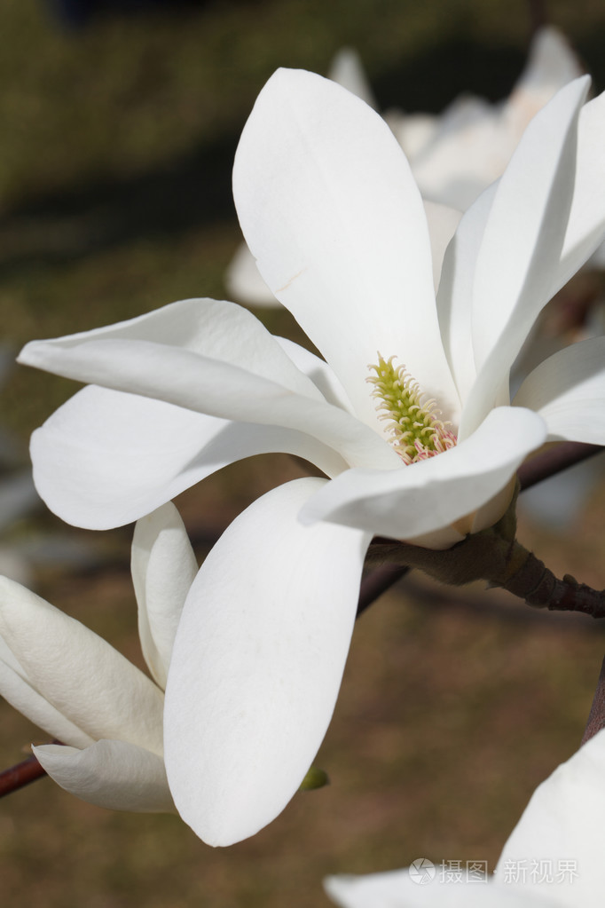 美丽的白玉兰花关闭垂直