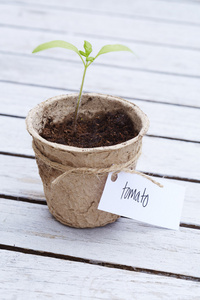 幼苗植物生长在花盆里图片