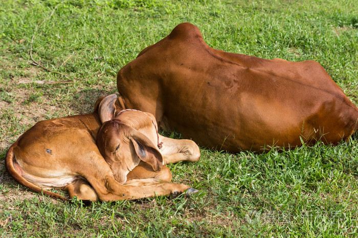 睡觉小腿和牛