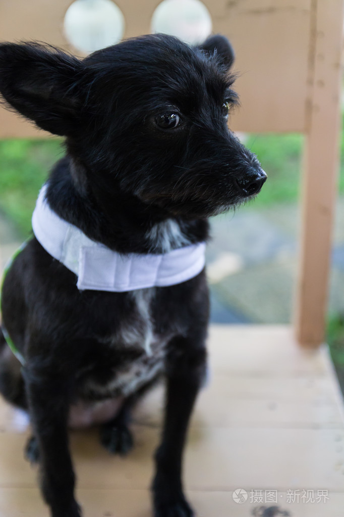 的小黑狗坐在木椅上