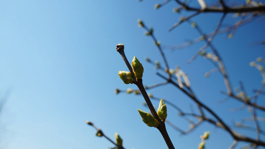 树上的芽