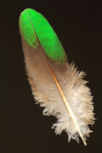 常见翡翠斑鸠的羽毛