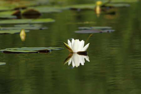 白色水百合花   