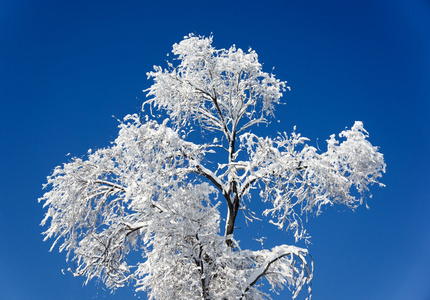 与雪树