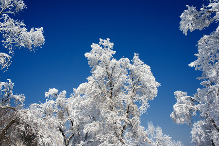 与雪树