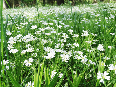 春天森林和花场