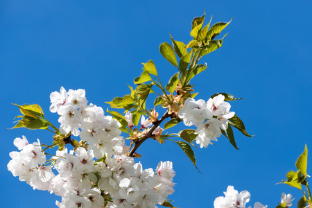 2015年4月19日, 加的夫圣法根国立历史博物馆的日本白樱花