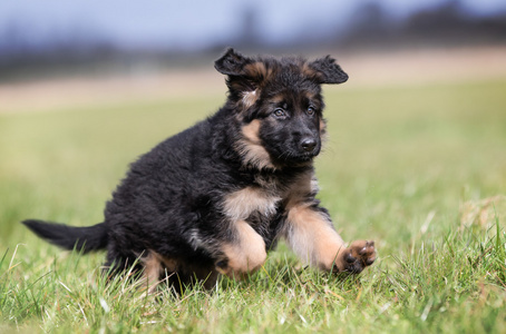 德国牧羊犬小狗