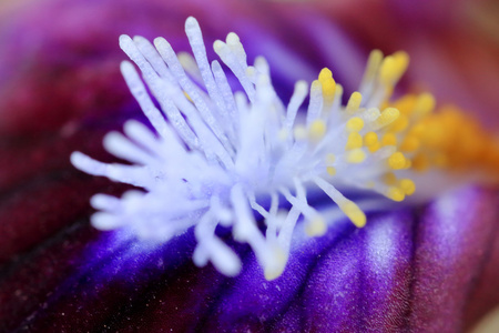 宏的一朵花,鸢尾花的花蕊照片