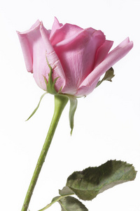 粉红色的长茎玫瑰在白色背景上