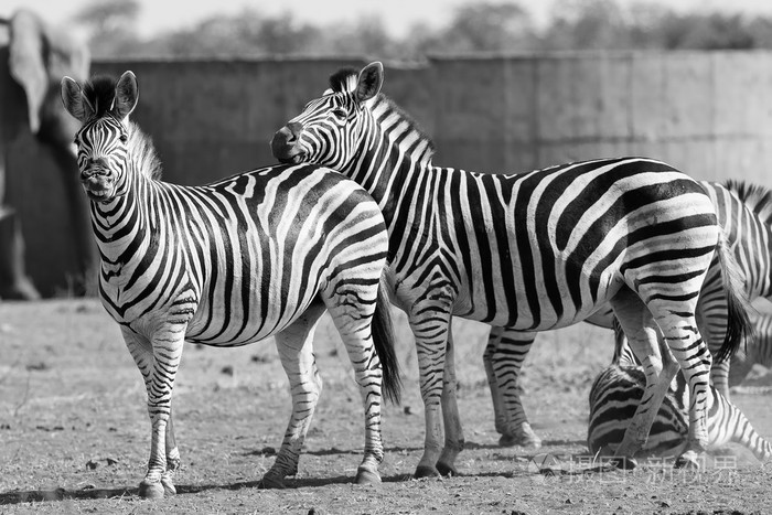 在黑白照片头斑马群居在一起