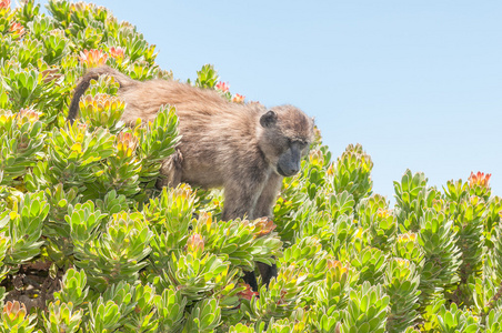 南非狒狒在普罗蒂亚灌木